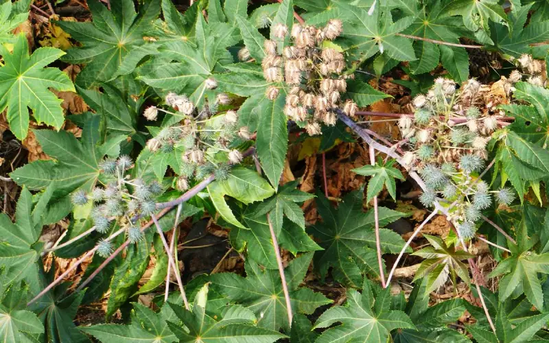 Hojas grandes y palmeadas de tártago o ricino, con bordes dentados y un color verde intenso.